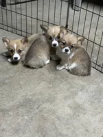 Max, a male Pembroke Welsh Corgi for sale in Scurry, TX – Photo 5 of 5