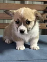 Max, a male Pembroke Welsh Corgi for sale in Scurry, TX – Photo 4 of 5