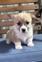 Max, a male Pembroke Welsh Corgi for sale in Scurry, TX – Photo 1 of 5