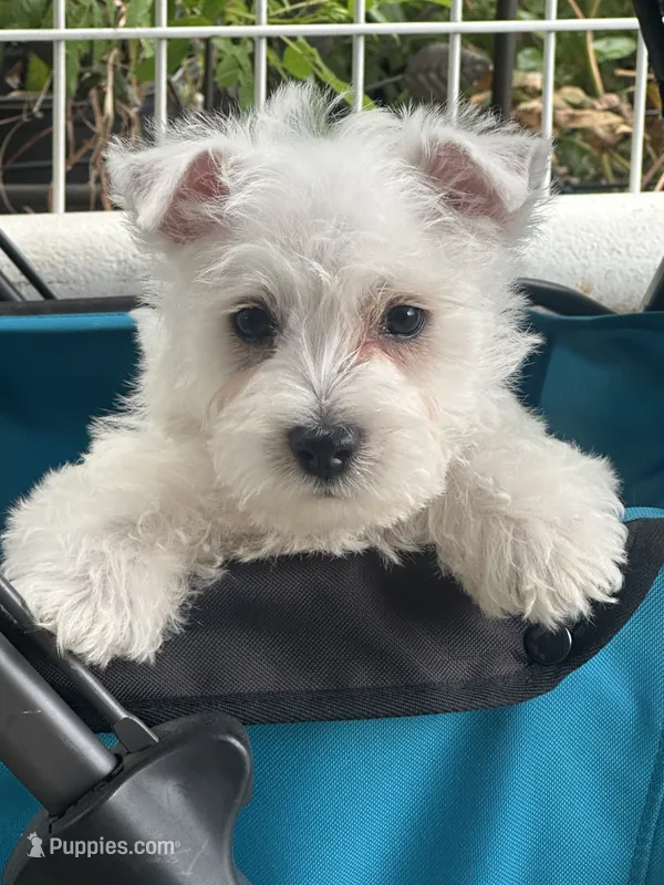 Beau – West Highland White Terrier puppy for sale in Scurry, TX