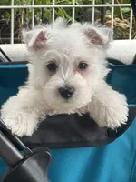Beau, a male West Highland White Terrier for sale in Scurry, TX – 1 of 4