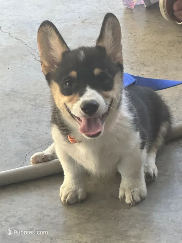 Remi – Pembroke Welsh Corgi puppy for sale in Scurry, TX