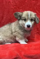Tex, a male Pembroke Welsh Corgi for sale in Scurry, TX – 2 of 5
