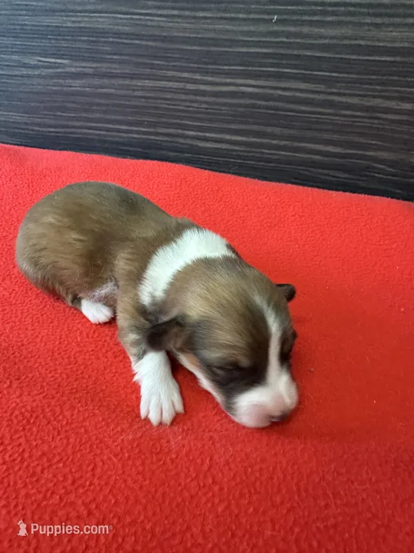 Easton – Pembroke Welsh Corgi puppy for sale in Scurry, TX
