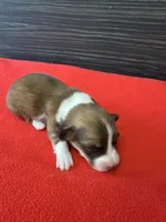 Easton, a male Pembroke Welsh Corgi for sale in Scurry, TX – 1 of 2