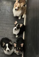 Ava, a female Pembroke Welsh Corgi for sale in Scurry, TX – Photo 4 of 5