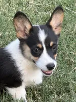 Ava, a female Pembroke Welsh Corgi for sale in Scurry, TX – Photo 2 of 5
