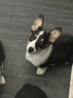 Ava, a female Pembroke Welsh Corgi for sale in Scurry, TX – Photo 5 of 5