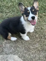 Ava, a female Pembroke Welsh Corgi for sale in Scurry, TX – Photo 3 of 5