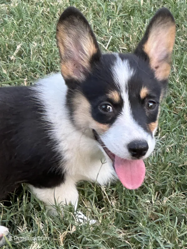 Ava, a female Pembroke Welsh Corgi for sale in Scurry, TX – Photo 1 of 5