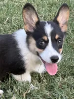 Ava, a female Pembroke Welsh Corgi for sale in Scurry, TX – Photo 1 of 5