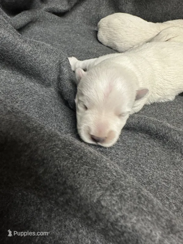 Lonnie – West Highland White Terrier puppy for sale in Scurry, TX