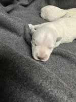 Lonnie, a male West Highland White Terrier for sale in Scurry, TX – 1 of 1