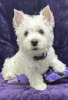 Betty Lou, a female West Highland White Terrier for sale in Scurry, TX – 2 of 5