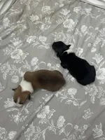 Daisy, a female Pembroke Welsh Corgi for sale in Scurry, TX – 3 of 4