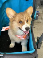 Charlie, a male Pembroke Welsh Corgi for sale in Scurry, TX – 4 of 6