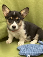 Remi, a male Pembroke Welsh Corgi for sale in Scurry, TX – 2 of 5