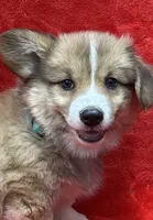Tex, a male Pembroke Welsh Corgi for sale in Scurry, TX – 1 of 5