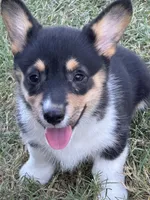 Andrew, a male Pembroke Welsh Corgi for sale in Scurry, TX – Photo 1 of 3
