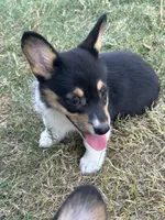 Andrew, a male Pembroke Welsh Corgi for sale in Scurry, TX – Photo 3 of 3