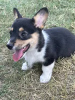 Andrew, a male Pembroke Welsh Corgi for sale in Scurry, TX – Photo 2 of 3