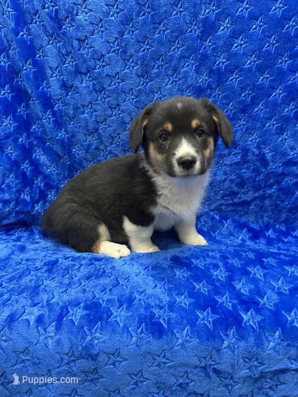 Jaxson – Pembroke Welsh Corgi puppy for sale in Scurry, TX