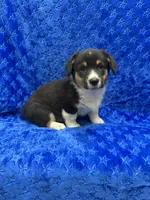 Cody, a male Pembroke Welsh Corgi for sale in Scurry, TX – 1 of 2