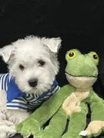 Gus, a male West Highland White Terrier for sale in Scurry, TX – 3 of 4