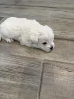 Oliver, a male West Highland White Terrier for sale in Scurry, TX – Photo 2 of 2