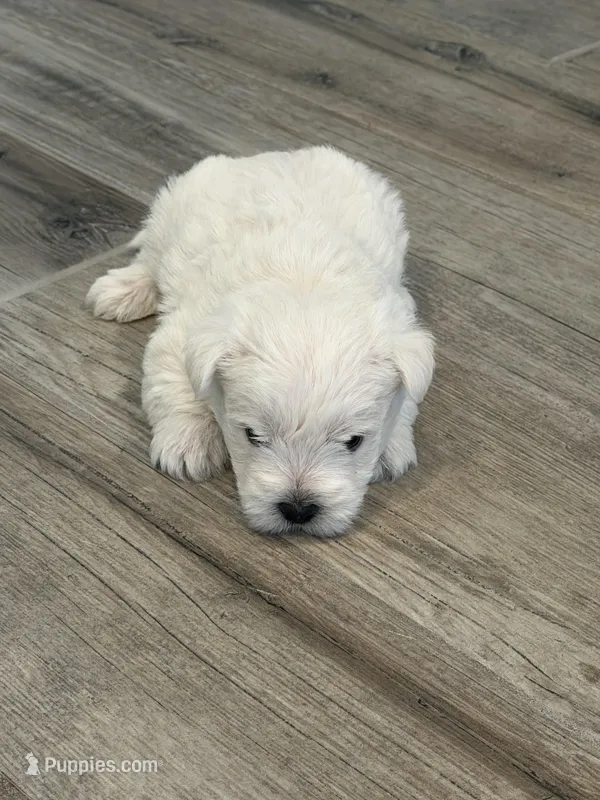 Oliver – West Highland White Terrier puppy for sale in Scurry, TX