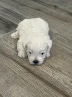 Oliver, a male West Highland White Terrier for sale in Scurry, TX – Photo 1 of 2