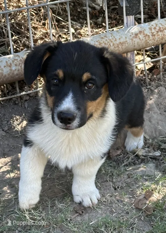 Cody – Pembroke Welsh Corgi puppy for sale in Scurry, TX