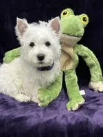 Betty Lou, a female West Highland White Terrier for sale in Scurry, TX – 4 of 5