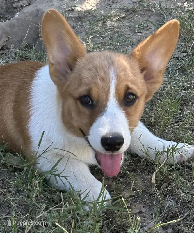 Dora – Pembroke Welsh Corgi puppy for sale in Scurry, TX