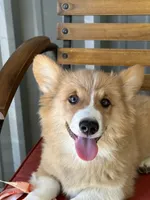 Charlie, a male Pembroke Welsh Corgi for sale in Scurry, TX – 2 of 6