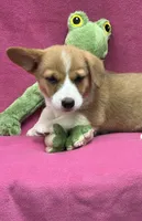 Dora, a female Pembroke Welsh Corgi for sale in Scurry, TX – 2 of 6