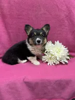 Dolly , a female Pembroke Welsh Corgi for sale in Scurry, TX – 2 of 4