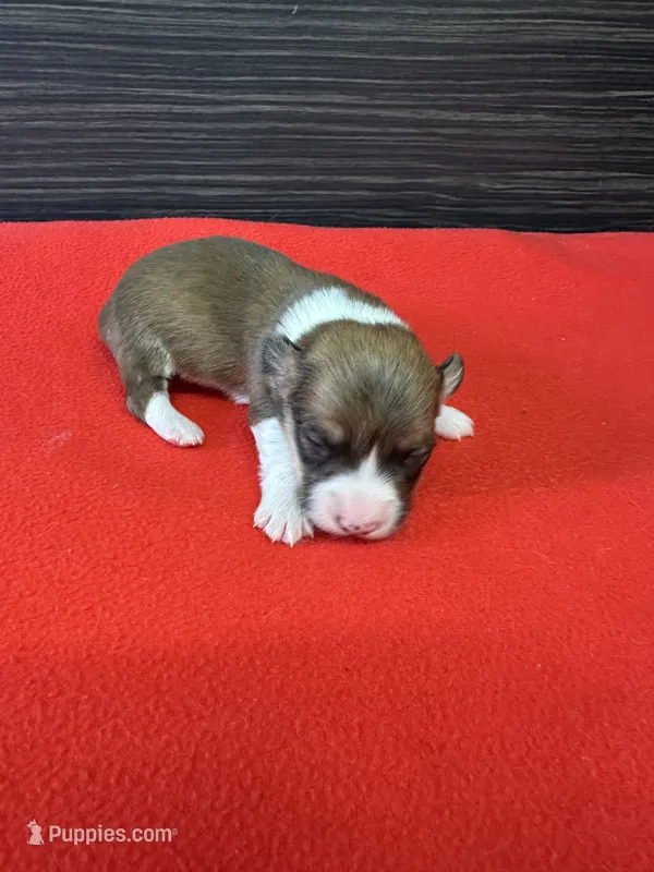 Cohen – Pembroke Welsh Corgi puppy for sale in Scurry, TX
