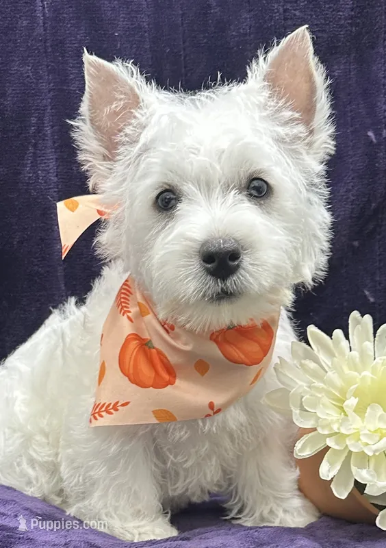 Betty Lou, a female West Highland White Terrier for sale in Scurry, TX – 1 of 5