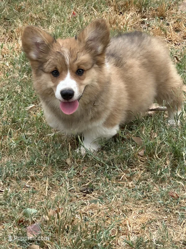Walker  – Pembroke Welsh Corgi puppy for sale in Scurry, TX