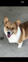 Remi, a male Pembroke Welsh Corgi for sale in Scurry, TX – 5 of 5