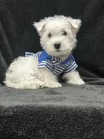Gus, a male West Highland White Terrier for sale in Scurry, TX – 4 of 4