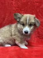 Tex, a male Pembroke Welsh Corgi for sale in Scurry, TX – 3 of 5
