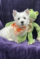 Betty Lou, a female West Highland White Terrier for sale in Scurry, TX – 3 of 5