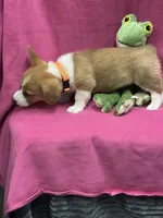 Dora, a female Pembroke Welsh Corgi for sale in Scurry, TX – 3 of 6