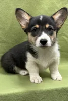 Remi, a male Pembroke Welsh Corgi for sale in Scurry, TX – 1 of 5