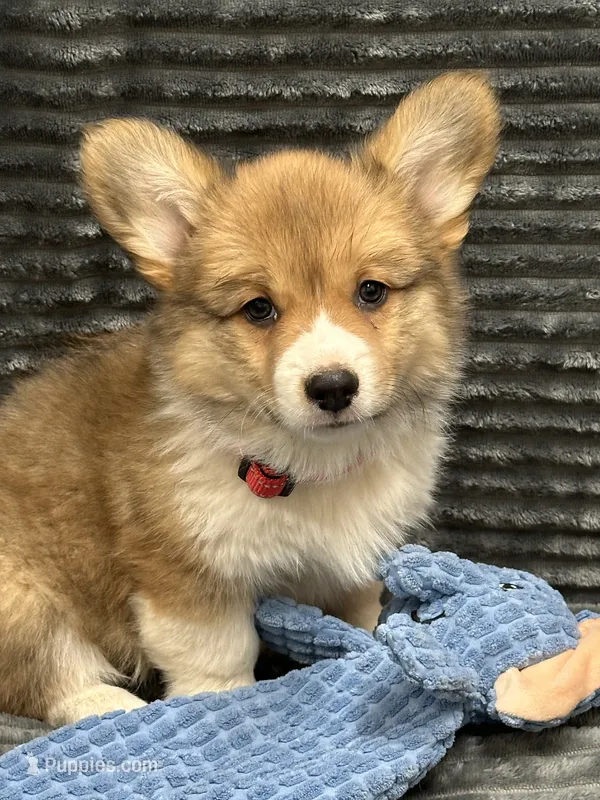 Cohen – Pembroke Welsh Corgi puppy for sale in Scurry, TX
