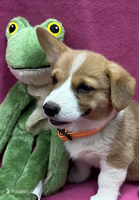 Darla  – Pembroke Welsh Corgi puppy for sale in Scurry, TX