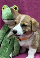 Dora, a female Pembroke Welsh Corgi for sale in Scurry, TX – 1 of 6