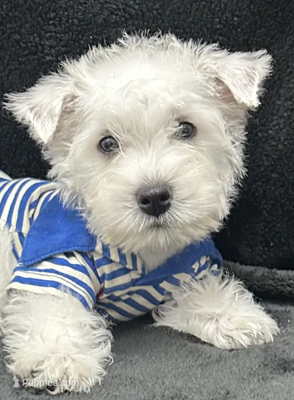 Gus, a male West Highland White Terrier for sale in Scurry, TX – 1 of 4